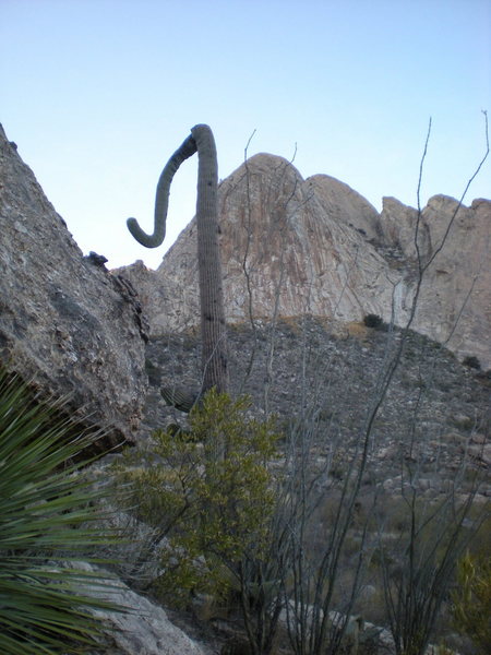 The Elephant's Trunk