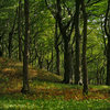 Superb forest looking east from the Gellet.