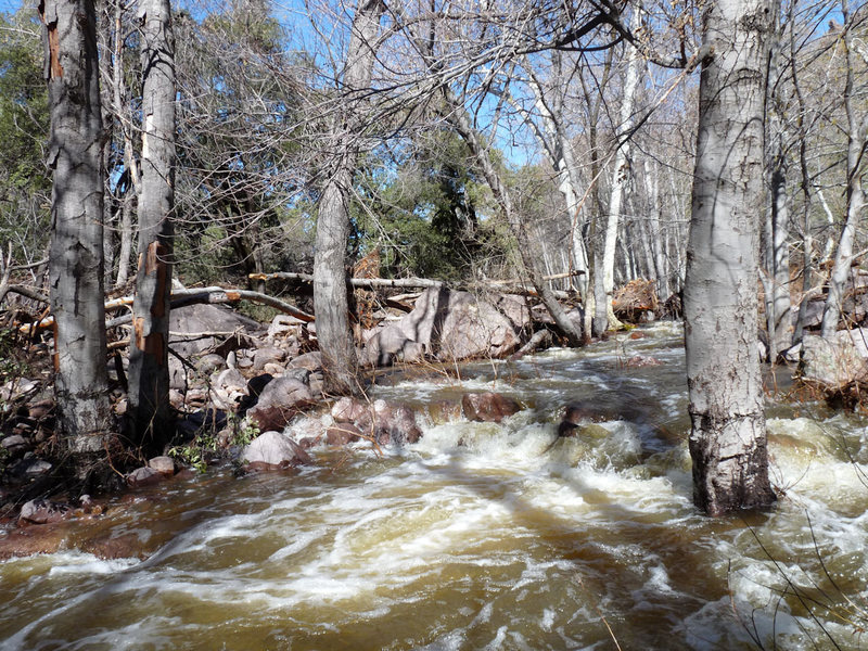 Lower Devil's Creek post record rainfall in AZ.