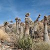 Yuccas near the top of Saddle Rocks, Joshua Tree NP