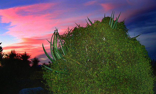 Parasite infested yucca at sunset.<br>
Photo by Blitzo.