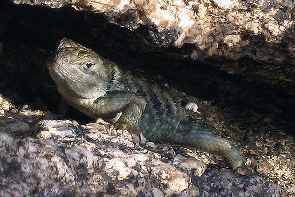 Spiny Lizard. This one lost it's tail, but a new one will grow back.<br>
Photo by Blitzo.