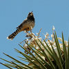 Cactus Wren.<br>
Photo by Blitzo.