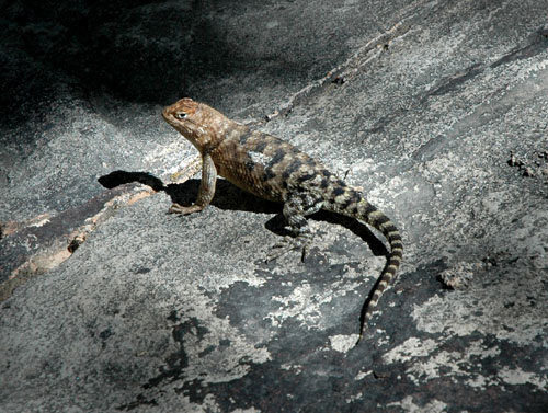 Desert Spiny Lizard.<br>
Photo by Blitzo.