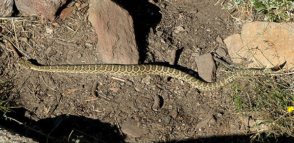 Prairie Rattlesnake.<br>
Photo by Blitzo.