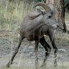 Young, confused Bighorn.<br>
Photo by Blitzo.