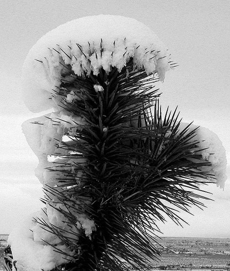 Snow capped yucca.<br>
Photo by Blitzo.