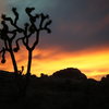 New Year's Day at Joshua Tree National Park.