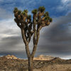 Joshua Tree.<br>
Photo by Blitzo.