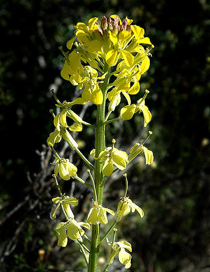 Western Wallflower.<br>
Photo by Blitzo.