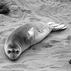 Elephant seals.<br>
Photo by Blitzo.