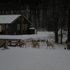 Mountain goats passing over the bridge in Custer State Park