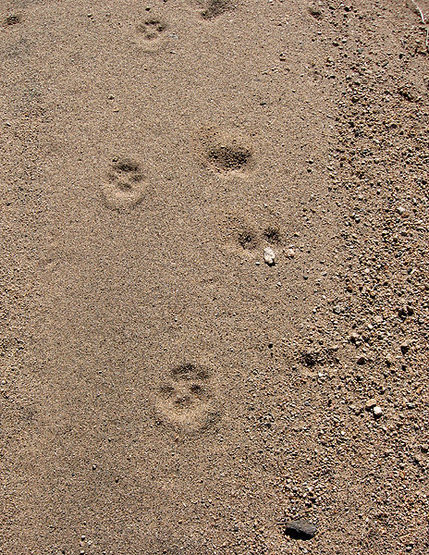 Coyote tracks in a wash.<br>
Photo by Blitzo.