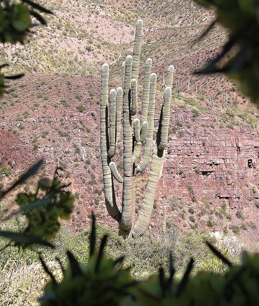 Mother Saguaro