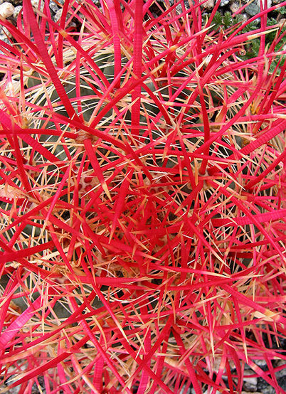 Barrel cactus spine detail.<br>
Photo by Blitzo.