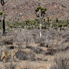 Coyotes are hard to see.<br>
Photo by Blitzo.