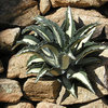 Agave.<br>
Photo by Blitzo.