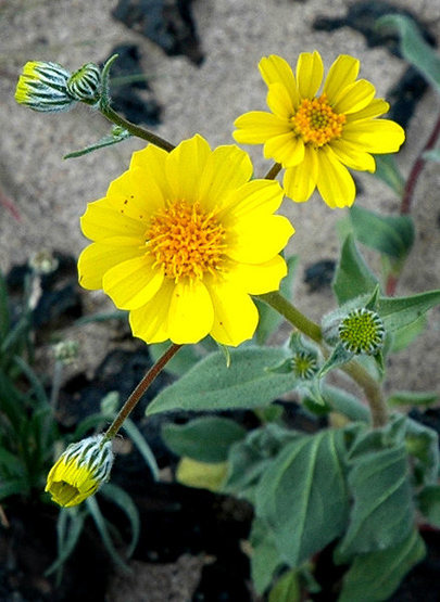 Desert Sunflower. <br>
Photo by Blitzo.