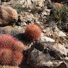 Lots of Barrel Cactus.<br>
Photo by Blitzo.