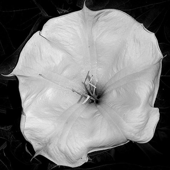 Moon Flower, Thornapple, Jimpson Weed, Datura.<br>
Photo by Blitzo.