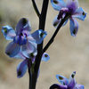 Desert Larkspur.<br>
Photo by Blitzo.