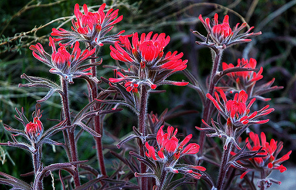 Desert Paintbrush.<br>
Photo by Blitzo.