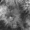 Silver Cholla.<br>
Photo by Blitzo.