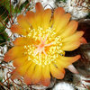 Some kind of mammillaria.<br>
Photo by Blitzo.
