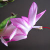 X-mas cactus flower profile.<br>
Photo by Blitzo.