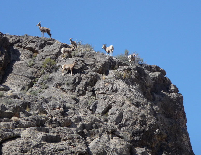 Some of the wildlife that you might encounter at this remote crag...