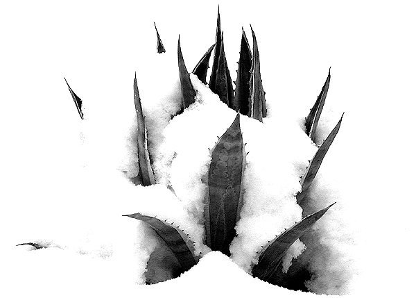 Agave in snow.<br>
Photo by Blitzo.