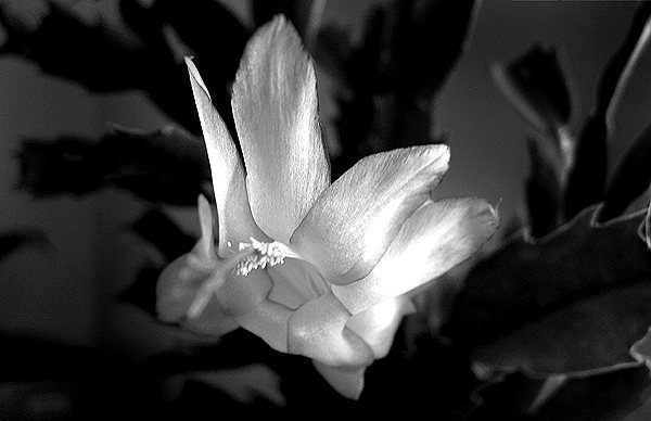 Christmas cactus flower.<br>
Photo by Blitzo.