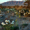 Wildflowers in Wonder Valley.<br>
Photo by Blitzo.