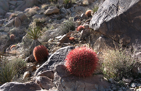 Lots of cactus.<br>
Photo by Blitzo.