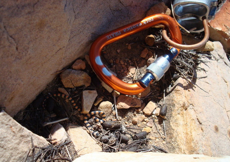 Tiny Snake at Red Rocks