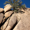 This pinon appears to be growing out of stone.<br>
Photo by Blitzo. 