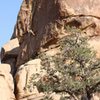 Climber rapping off a route left and behind the Ben Dover Wall.