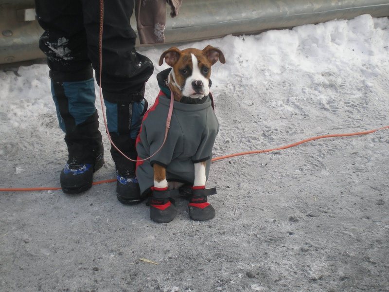 This isn't my dog. I saw him/her on the upper bridge this year. 