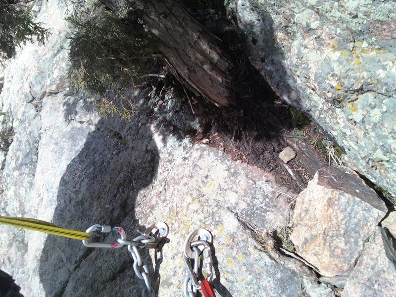 Beautiful 1/2 Metolius bolts at base of Cedar Tree