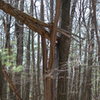 The easiest way to approach this area is to look for this tree and head south/left into the woods for a couple minutes.  It'll deposit you onto the top of the wall.  Just a few minutes further is the Steinke Wall.