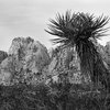 Granite Mountains and Yucca.<br>
Photo by Blitzo.<br>
