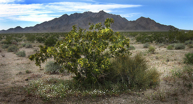 Creosote.<br>
Photo by Blitzo.