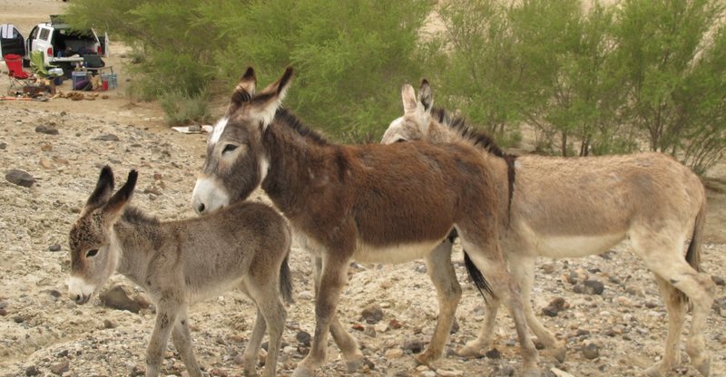 The friendly burros at our campsite at the Saline Valley Hotsprings. Our camp seen in background was frequented by these guys.<br>
<br>
Taken 4/20/10