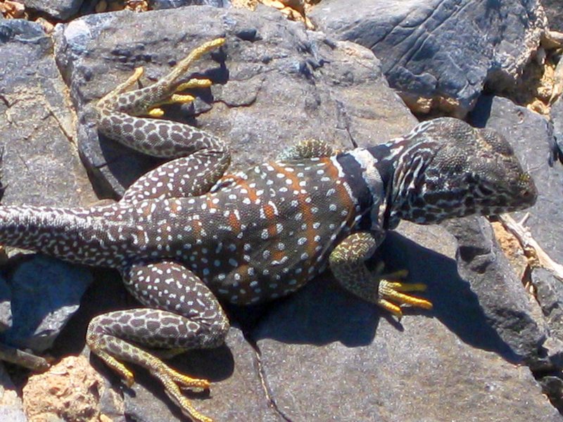 Collared lizard near the Racetrack Playa in Death Valley.<br>
<br>
Taken 5/5/10; my third weekend (Tues-Wednesday) in a row of exploring Death Valley. Can't get enough of this place. : )