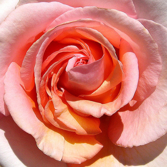 Rose detail.<br>
Photo by Blitzo.