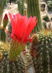 Another cactus flower.<br>
Photo by Blitzo.