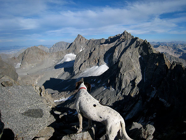 Loaner dog Jasmine admiring the Palisades from the summit of Agassiz.