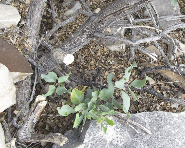 Chopped bush in Lotta Balls descent gully.