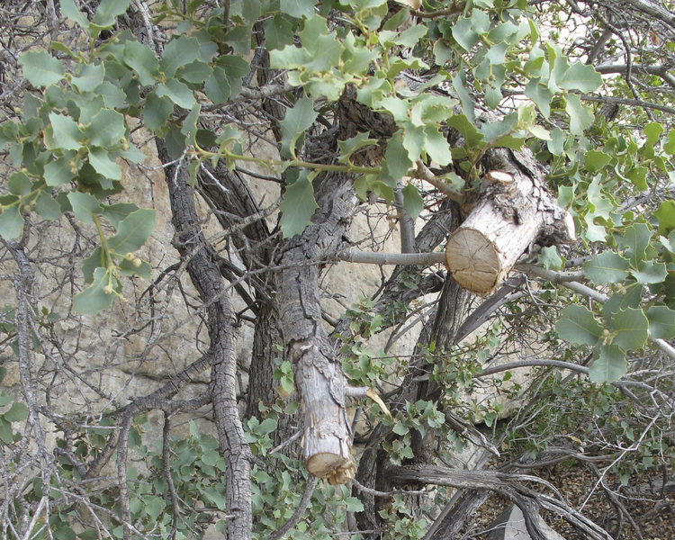 Chopped vegetation in Lotta Balls descent gully.