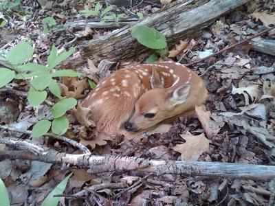 spotted this fawn at Ely's last weekend